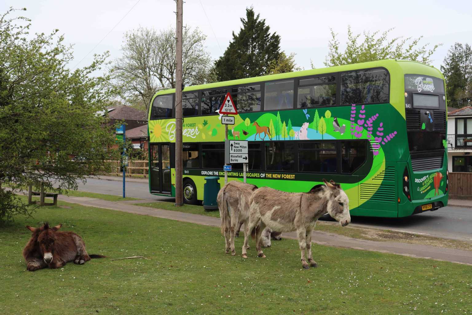 Donkeys next to a bus